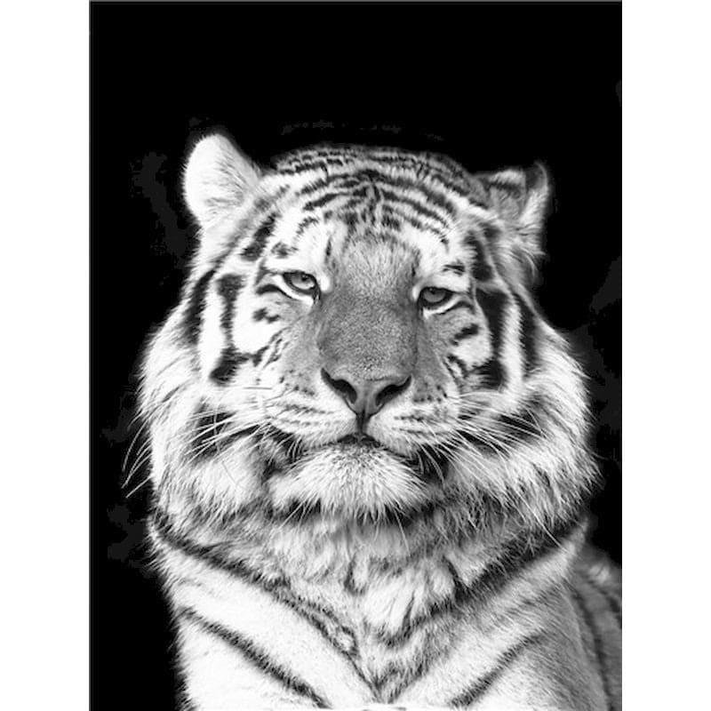 White Tiger Paint By Numbers
